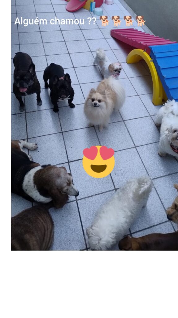 Mimos Dog Pet Shop Bairro Alto – Curitiba