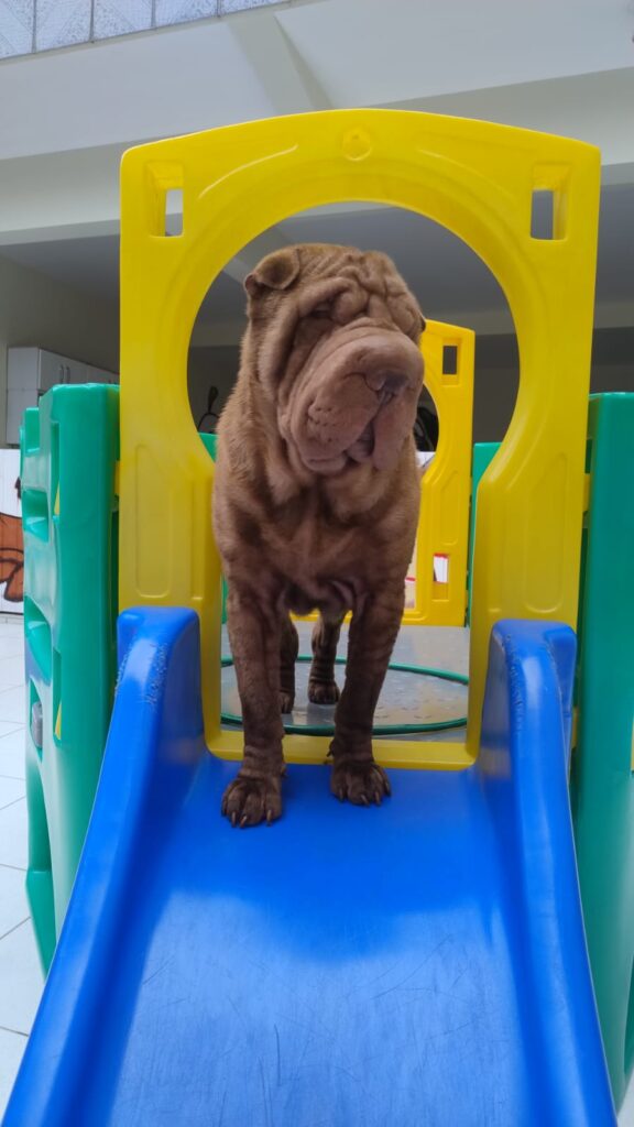 Mimos Dog Pet Shop Bairro Alto – Curitiba