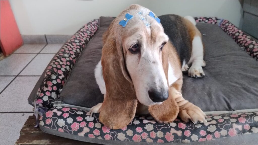 Mimos Dog Pet Shop Bairro Alto – Curitiba