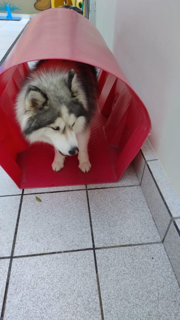 Mimos Dog Pet Shop Bairro Alto – Curitiba