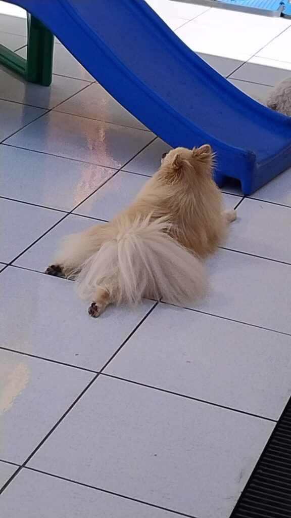 Mimos Dog Pet Shop Bairro Alto – Curitiba